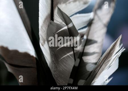 a bird's feather. a bunch of bird feathers with a sunny contrasting light Stock Photo