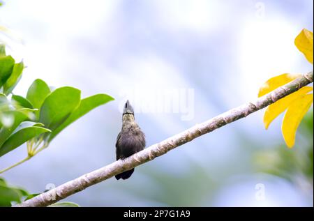 Antillean Crested hummingbird perched on a branch in a botanical garden on the island of Barbados. Stock Photo