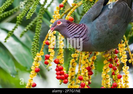 Beautiful Scaly Naped Pigeon eating red berries from a palm tree. Stock Photo