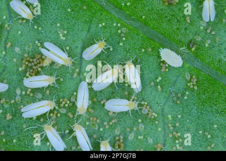 Cotton whitefly (Bemisia tabaci) adults, eggs and larvae on a leaf underside. Stock Photo