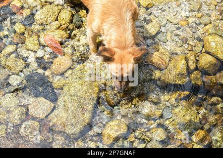 Close up Top view thirsty brown dog drinking water from river. Selective focus. Stock Photo