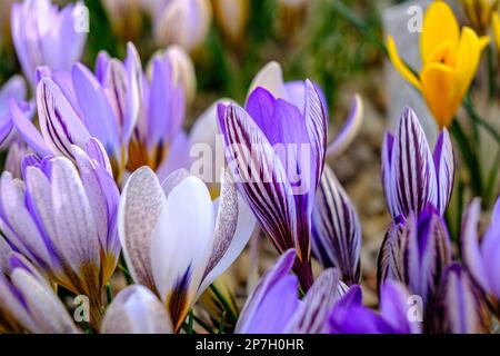 Multicolored petals for crocuses. flowers in a flower bed in spring blooming in the sun. The most beautiful spring flowers Stock Photo