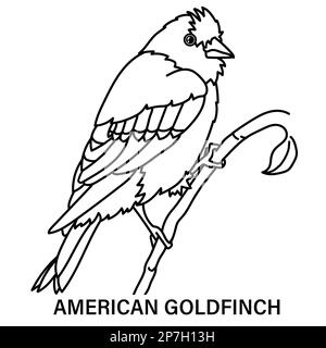 Illustration of a male American goldfinch on a white background. Coloring page for fun or learning. Also called wild canary. Stock Photo