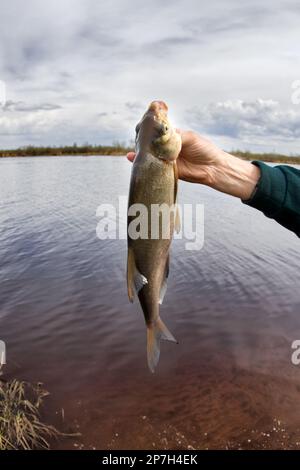 An enviable trophy of a fisherman with a fishing rod in a European river. Caspian bream (Abramis brama orientalis). The fisheye lens is used Stock Photo