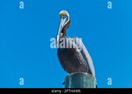 Portrait of a pelican sitting on a pole watching the surroundings during daytime Stock Photo