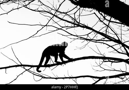 A high contrast silhouette of a monkey on a tree branch in Costa Rica Stock Photo