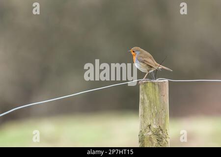A European Robin (Erithacus rubecula) perched on a wooden fence post. The blank background allows copy space (negative space). Stock Photo
