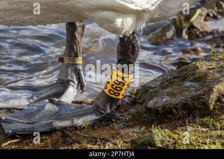 A swan coloured ring round it's leg showing an identity number. Stock Photo