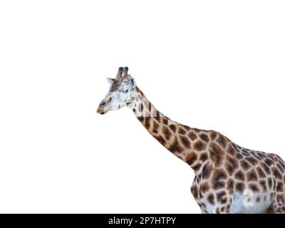 Giraffe isolated on white background Stock Photo