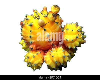 Moon Cactus isolated on white background Stock Photo