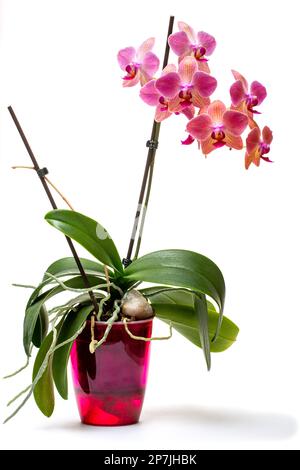 Phalaenopsis orchid bush in a pot on white background Stock Photo
