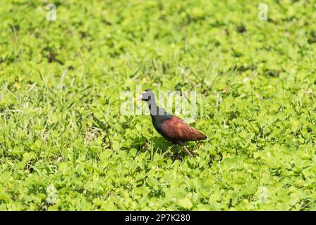 Northern Jacana (Jacana spinosa) in Usumacinta Marshes, Mexico Stock Photo