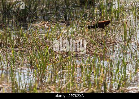 Northern Jacana (Jacana spinosa) with chicks in Usumacinta Marshes, Mexico Stock Photo