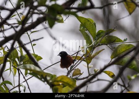 Perched Orchard Oriole (Icterus spurius) in Mexico Stock Photo