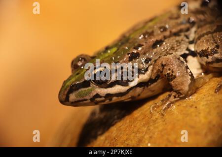 Green frog with warm colors sitting on a rock Stock Photo