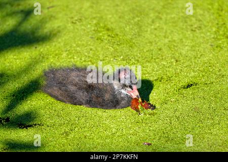 Chick of Eurasian Common Moorhen (Gallinula chloropus) on water whith a leaf in the beak and among duckweed Stock Photo