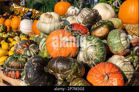 Variation of different Pumpkins turban gourd, ornamental gourds, still life, harvest season, October, thanksgiving background, Halloween Stock Photo