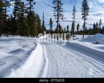 WA23224-00...WASHINGTON - A groomed cross-country and skate ski trail starting from the South Loup Loup Sno-Park. Stock Photo