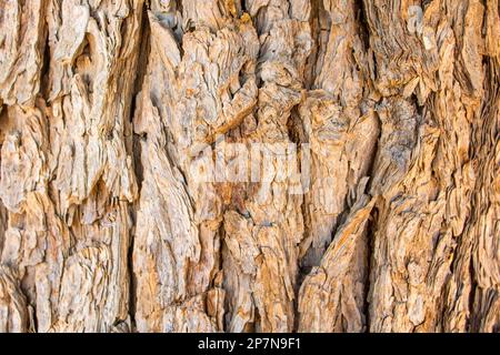 Prosopis cineraria, also known as ghaf tree trunk in the desert Stock Photo