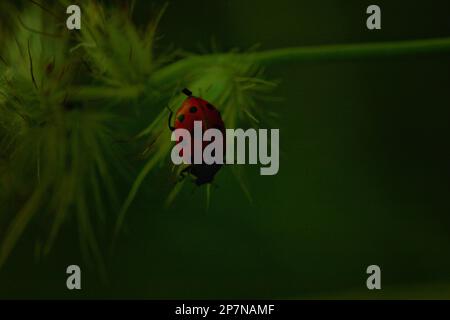 spotted amber( ladybeetle ) siting on green grass leaf-selective focus Stock Photo