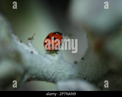 spotted amber( ladybeetle ) siting on green grass leaf-selective focus Stock Photo
