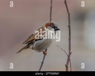 A male house sparrow, Passer domesticus, perching on a twig. Stock Photo