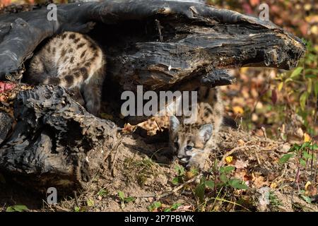 Cougar Kitten (Puma concolor) Crawls Under Log Another Inside Autumn - captive animals Stock Photo