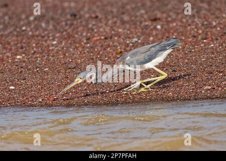 Tricoloured heron fishing on river edge in Costa Rica Stock Photo
