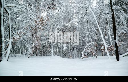 Snowy winter scene in a forest in Minnesota with snow covered trees and branches, after a recent heavy snow storm. Stock Photo