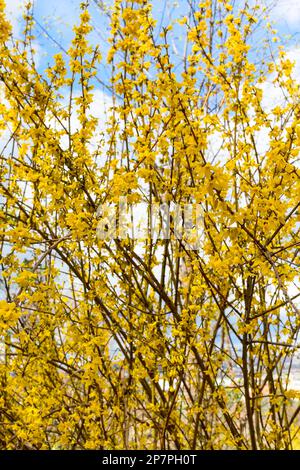 Spring yellow Forsythia europaea blossom in a sun rays on the blue sky background Stock Photo