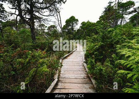 Shorepine Bog Trail Ucluelet on Vancouver Island, Canada Stock Photo ...