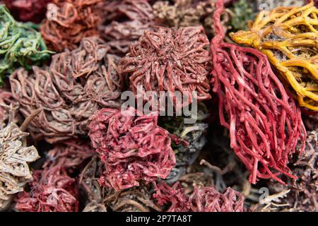 Dried painted colorful plants of Jericho rose, heart of desert, hand of Mary, Anastatica hierochuntica as souvenir for tourists om market in Egypt Stock Photo
