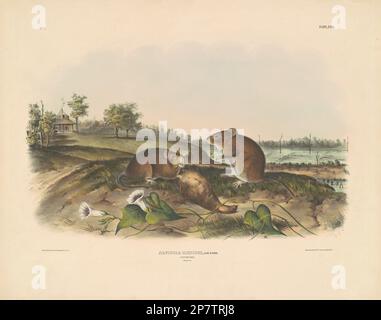 Cotton Rat, 1843 by John T. Bowen, after John James Audubon Stock Photo