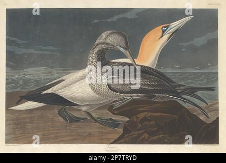 Gannet, 1836 by Robert Havell after John James Audubon Stock Photo