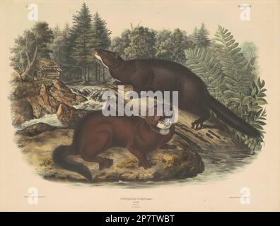 Mink, 1844 by John T. Bowen, after John James Audubon Stock Photo