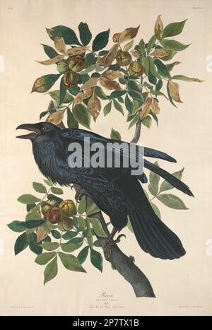 Raven, 1831 by Robert Havell after John James Audubon Stock Photo
