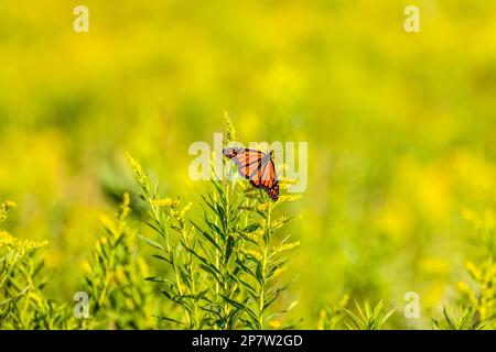 Monarch butterfly on goldenrod plant in a northern Wisconsin meadow. Stock Photo