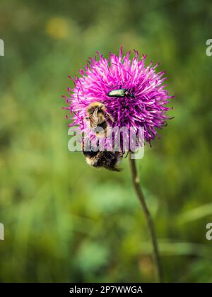 Two bumblebees pollinating a flower and a beetle on a purple flower macro shot closeup Stock Photo