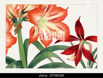 Tulip. Asian art. Japanese flower woodblock art by Tanigami Kônan Stock ...