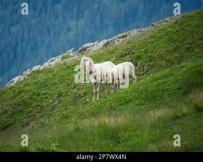 Mother sheep and lamb child on a mountainside pasture open air natural sustainable farming Stock Photo