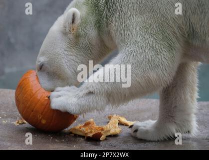 Hudson, a two-year-old Polar Bear devours a pumpkin at the Chicago Zoological Society's Brookfield Zoo in Brookfield, Ill. on Wednesday, Oct. 28, 2009. With Halloween nearing, several of the animals, including lions, tigers, polar bears, brown bears, and gorillas were given pumpkins to enjoy and play with as part of the zoo-wide behavioral enrichment program. (AP Photo/M. Spencer Green)