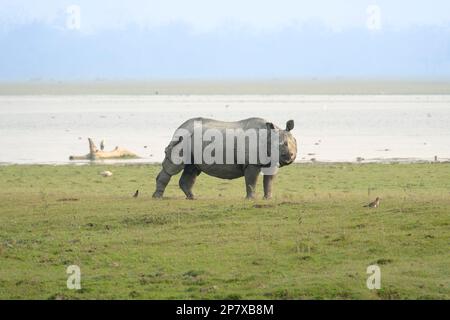 Indian Rhino, Rhinoceros unicornis, crosses from left-to-right grassland in front of a river. Kaziranga National Park, Assam, India Stock Photo