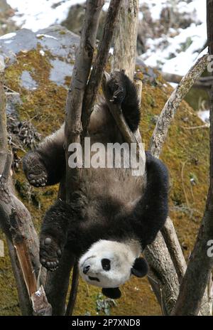 WOLONG, CHINA - FEBRUARY 21: Giant pandas play in snow at the Wolong Giant  Panda Bear Research Center on February 21, 2005 in Wolong of Sichuan  Province, China. The centre, located high