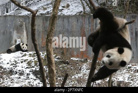 WOLONG, CHINA - FEBRUARY 21: Giant pandas play in snow at the Wolong Giant  Panda Bear Research Center on February 21, 2005 in Wolong of Sichuan  Province, China. The centre, located high