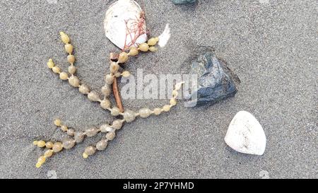 A natural arrangement of shells and seaweed and rocks on a grey NZ beach Stock Photo