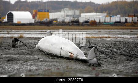 Toxins in vegetation may have caused death of beluga whales at