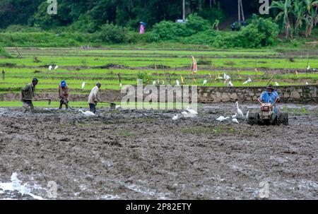 Men plough an irrigated paddy field using hoes and a mechanical cultivator prior to planting a rice crop at Udunuwara in Sri Lanka. Stock Photo