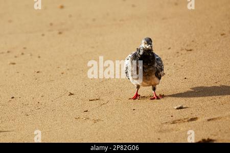 A pigeon walking in the sand looking towards camera Stock Photo