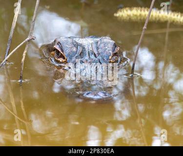 American Alligator Head sitting above the water in a swamp. Stock Photo