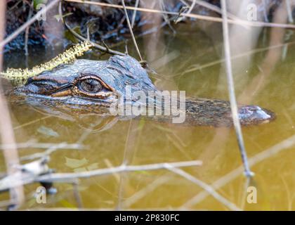 American Alligator Head sitting above the water in a swamp. Stock Photo